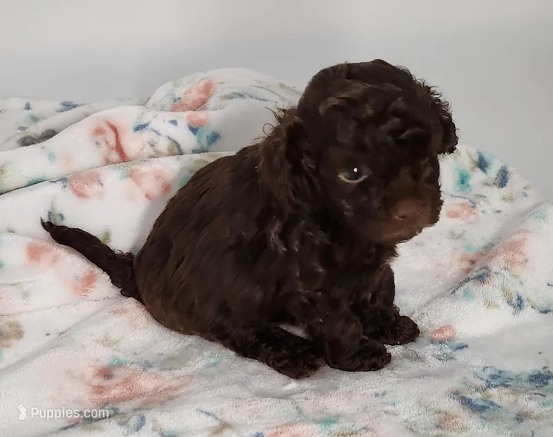 Hershey, a male Cavapoo for sale in Emory, TX – Photo 1 of 4