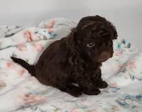 Hershey, a male Cavapoo for sale in Emory, TX – Photo 1 of 4