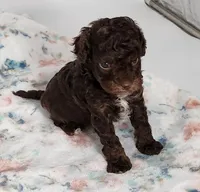 Hershey, a male Cavapoo for sale in Emory, TX – Photo 4 of 4