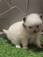 Snuggles , a female Pomeranian for sale in Sulphur Springs, TX – 2 of 4