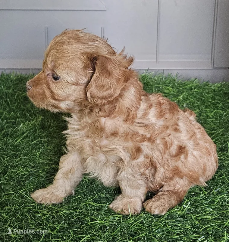 Snuggles  – Cavapoo puppy for sale in Sulphur Springs, TX