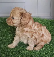 Snuggles , a female Cavapoo for sale in Sulphur Springs, TX – 1 of 1
