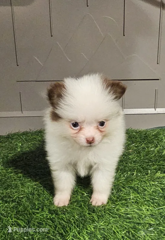 Sassy – Pomeranian puppy for sale in Sulphur Springs, TX