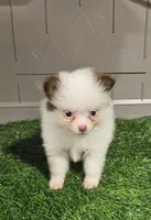 Sassy, a female Pomeranian for sale in Sulphur Springs, TX – 1 of 7