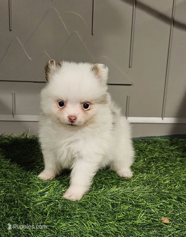 Summer – Pomeranian puppy for sale in Sulphur Springs, TX
