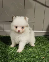 Summer, a female Pomeranian for sale in Sulphur Springs, TX – 1 of 9