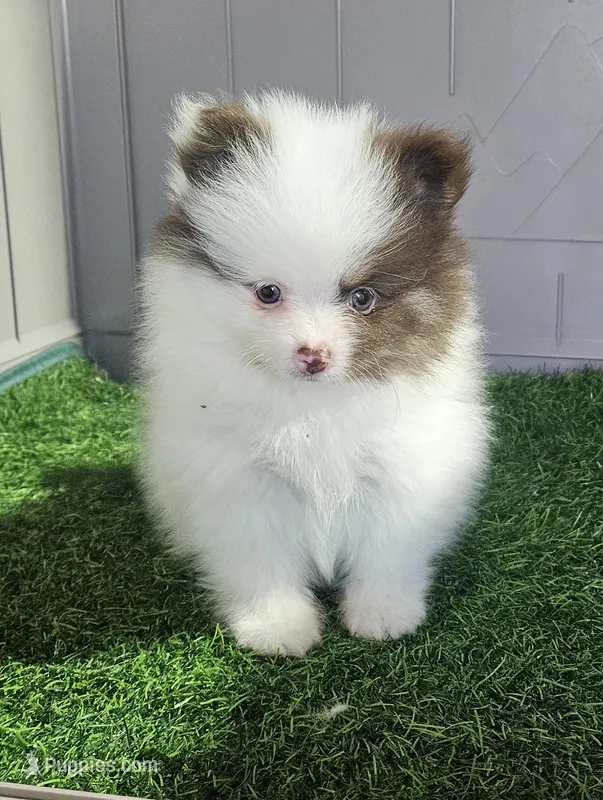 Chopper – Pomeranian puppy for sale in Sulphur Springs, TX