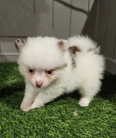 Summer, a female Pomeranian for sale in Sulphur Springs, TX – 5 of 9