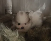 Buster, a male Pomeranian for sale in Sulphur Springs, TX – 3 of 4