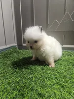 Snuggles , a female Pomeranian for sale in Sulphur Springs, TX – 3 of 4