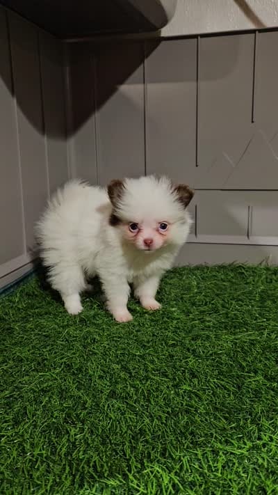 Sassy, a female Pomeranian for sale in Sulphur Springs, TX – 7 of 7