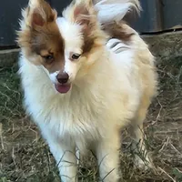 Foxy, a female Pomeranian for sale in Emory, TX – Photo 2 of 8