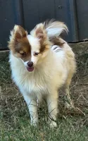 Foxy, a female Pomeranian for sale in Emory, TX – Photo 2 of 8