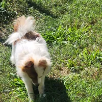 Foxy, a female Pomeranian for sale in Emory, TX – Photo 7 of 8