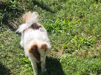 Foxy, a female Pomeranian for sale in Emory, TX – Photo 7 of 8