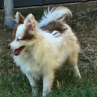 Foxy, a female Pomeranian for sale in Emory, TX – Photo 8 of 8