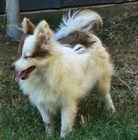 Foxy, a female Pomeranian for sale in Emory, TX – Photo 8 of 8