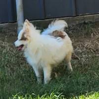 Foxy, a female Pomeranian for sale in Emory, TX – Photo 6 of 8