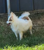 Foxy, a female Pomeranian for sale in Emory, TX – Photo 6 of 8