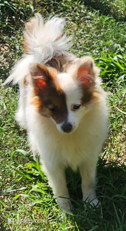 Foxy – Pomeranian puppy for sale in Sulphur Springs, TX