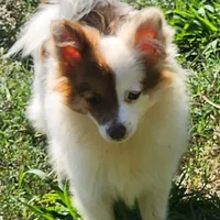 Foxy, a female Pomeranian for sale in Emory, TX – Photo 3 of 8