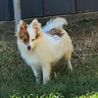 Foxy, a female Pomeranian for sale in Emory, TX – Photo 1 of 8