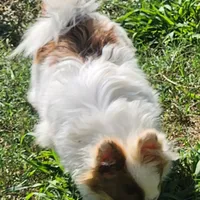 Foxy, a female Pomeranian for sale in Emory, TX – Photo 5 of 8