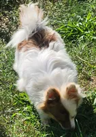 Foxy, a female Pomeranian for sale in Emory, TX – Photo 5 of 8