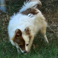 Foxy, a female Pomeranian for sale in Emory, TX – Photo 4 of 8