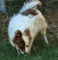 Foxy, a female Pomeranian for sale in Emory, TX – Photo 4 of 8