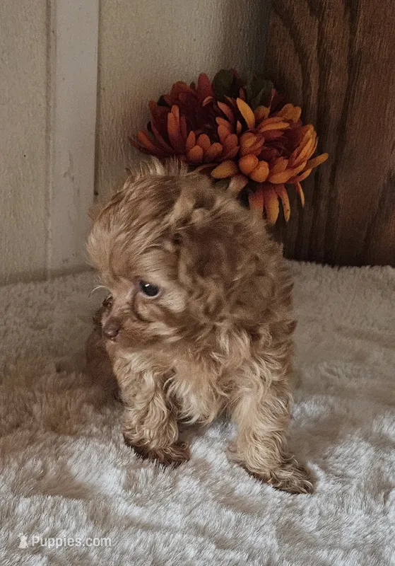 Snuggles  – Cavapoo puppy for sale in Sulphur Springs, TX