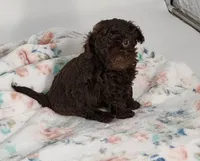 Kissy, a female Cavapoo for sale in Emory, TX – Photo 7 of 7