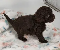 Kissy, a female Cavapoo for sale in Emory, TX – Photo 4 of 7