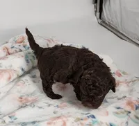 Kissy, a female Cavapoo for sale in Emory, TX – Photo 6 of 7