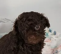 Kissy, a female Cavapoo for sale in Emory, TX – Photo 1 of 7