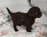 Kissy, a female Cavapoo for sale in Emory, TX – Photo 2 of 7