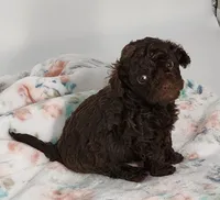 Kissy, a female Cavapoo for sale in Emory, TX – Photo 5 of 7