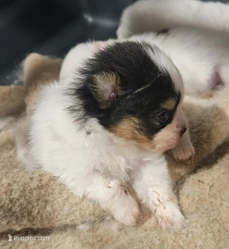 Buster – Pomeranian puppy for sale in Sulphur Springs, TX