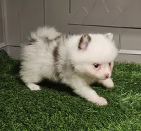 Summer, a female Pomeranian for sale in Sulphur Springs, TX – 4 of 9