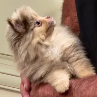 Peanut Butter, a male Pomeranian for sale in Emory, TX – Photo 5 of 5