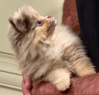 Peanut Butter, a male Pomeranian for sale in Emory, TX – Photo 5 of 5