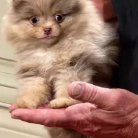 Peanut Butter, a male Pomeranian for sale in Emory, TX – Photo 4 of 5