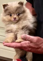 Peanut Butter, a male Pomeranian for sale in Emory, TX – Photo 4 of 5