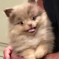 Peanut Butter, a male Pomeranian for sale in Emory, TX – Photo 3 of 5