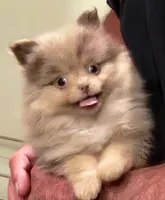 Peanut Butter, a male Pomeranian for sale in Emory, TX – Photo 3 of 5