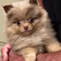 Peanut Butter, a male Pomeranian for sale in Emory, TX – Photo 1 of 5