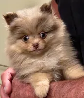 Peanut Butter, a male Pomeranian for sale in Emory, TX – Photo 1 of 5