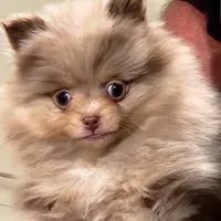 Peanut Butter, a male Pomeranian for sale in Emory, TX – Photo 2 of 5