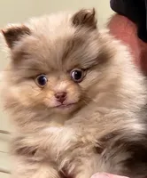 Peanut Butter, a male Pomeranian for sale in Emory, TX – Photo 2 of 5