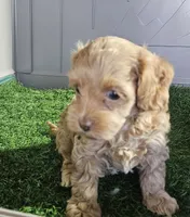Beauty , a female Cavapoo for sale in Sulphur Springs, TX – 2 of 2